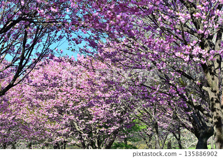Cherry blossoms on the south side of Akagi in full bloom - Double cherry blossoms 135886902