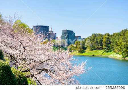 東京皇居櫻田護城河畔的櫻花 135886908