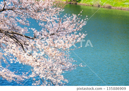東京皇居櫻田護城河畔的櫻花 135886909