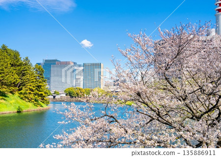 東京皇居櫻田護城河畔的櫻花 東京皇居櫻田護城河畔的櫻花 135886911