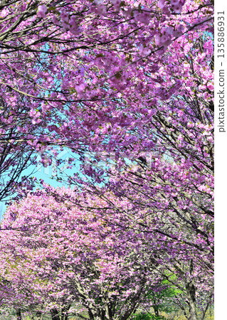 Cherry blossoms on the south side of Akagi in full bloom - Double cherry blossoms Cherry blossoms on the south side of Akagi in full bloom - Double cherry blossoms 135886931
