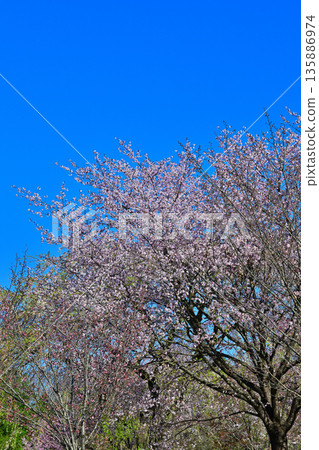 Cherry blossoms on the south side of Akagi in full bloom under a blue sky Cherry blossoms on the south side of Akagi in full bloom under a blue sky 135886974