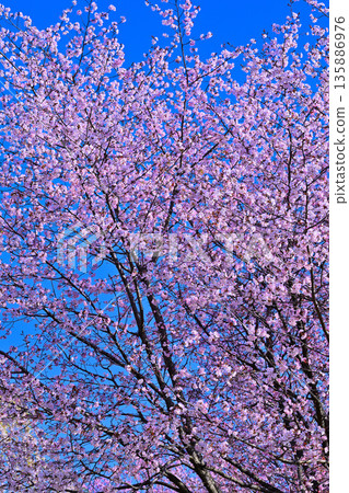Cherry blossoms on the south side of Akagi in full bloom under a blue sky Cherry blossoms on the south side of Akagi in full bloom under a blue sky 135886976