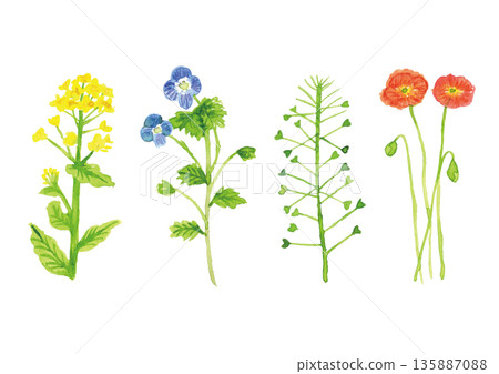 色彩繽紛的花卉水彩插畫 春天 135887088