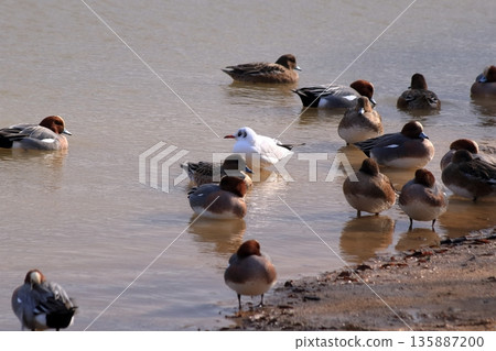 Friends gathering at a winter cove 135887200