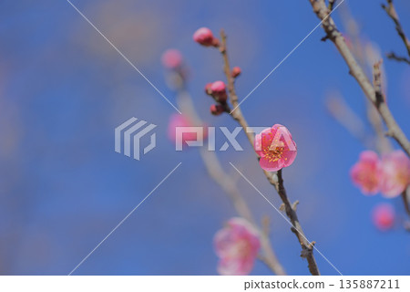 梅花 梅花 135887211