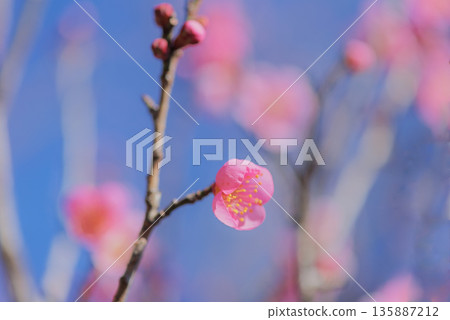 梅花 梅花 135887212