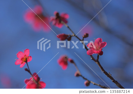 Plum blossom  135887214
