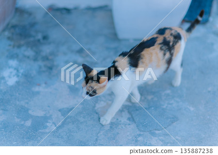 在聖托里尼享用早餐 135887238