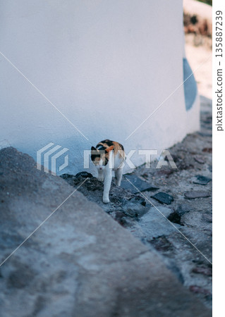 在聖托里尼享用早餐 135887239