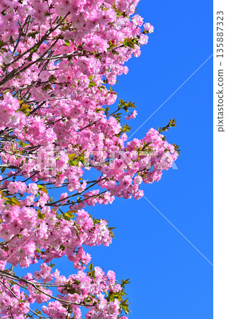 Cherry blossoms on the south side of Akagi in full bloom under a blue sky. 135887323