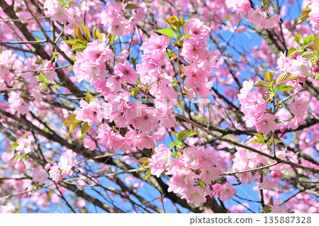 Cherry blossoms on the south side of Akagi in full bloom - Double cherry blossoms 135887328