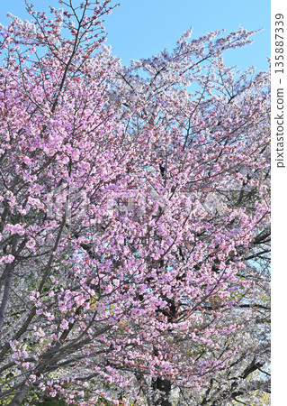 Cherry blossoms on the south side of Akagi in full bloom Cherry blossoms on the south side of Akagi in full bloom 135887339