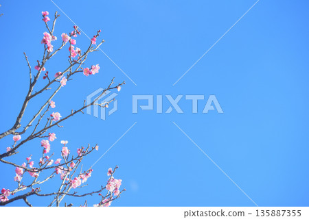 White plum 135887355