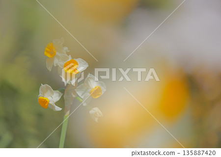 Narcissus 135887420