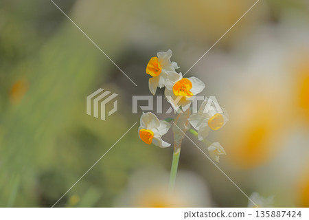 Narcissus Narcissus 135887424