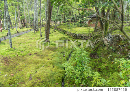 西芳寺（苔蘚寺）的美麗花園 135887436