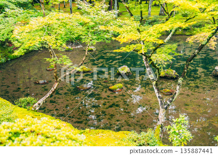 西芳寺（苔蘚寺）的美麗花園 135887441