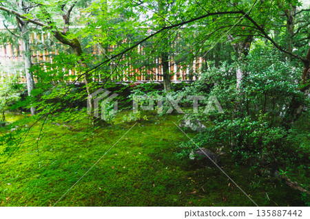 西芳寺（苔蘚寺）的美麗花園 135887442
