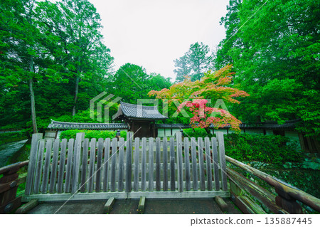 西芳寺（苔蘚寺）的美麗花園 135887445