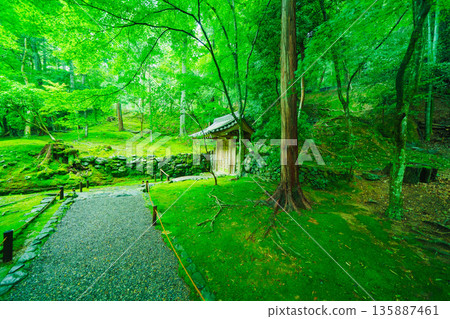 西芳寺(苔蘚寺)的美麗花園 西芳寺(苔蘚寺)的美麗花園 135887461