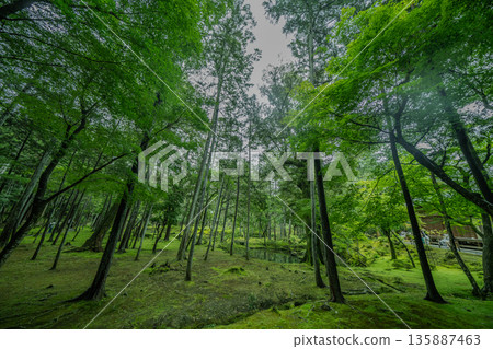 The beautiful garden of Saihoji Temple (Moss Temple) 135887463