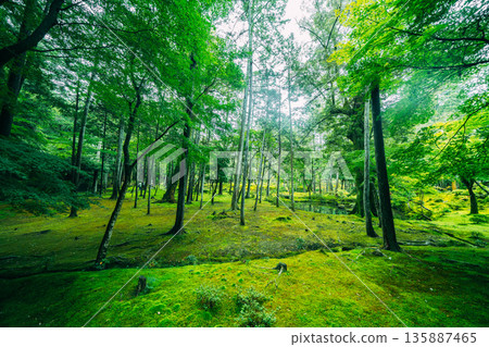 西芳寺(苔蘚寺)的美麗花園 西芳寺(苔蘚寺)的美麗花園 135887465