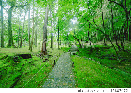 西芳寺(苔蘚寺)的美麗花園 西芳寺(苔蘚寺)的美麗花園 135887472