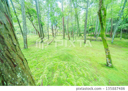 西芳寺(苔蘚寺)的美麗花園 西芳寺(苔蘚寺)的美麗花園 135887486