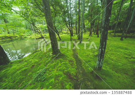 西芳寺(苔蘚寺)的美麗花園 西芳寺(苔蘚寺)的美麗花園 135887488