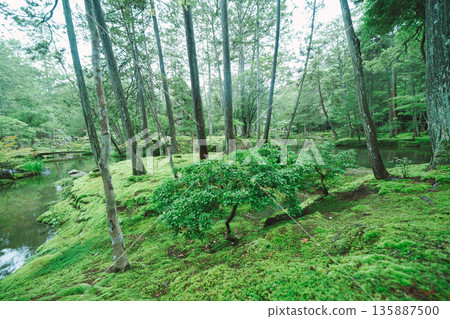 西芳寺（苔蘚寺）的美麗花園 135887500