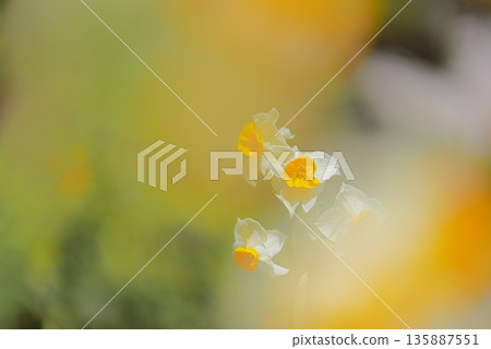 Narcissus Narcissus 135887551