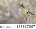 White plum 135887667