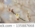 White plum 135887668