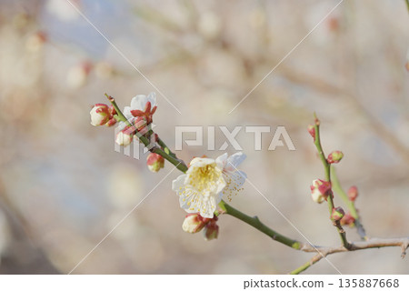 White plum White plum 135887668