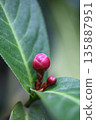 Flower bud of Camelia · Haydun 135887951