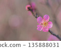 Plum blossom  135888031