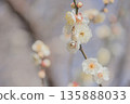 White plum 135888033