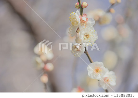 白梅 白梅 135888033