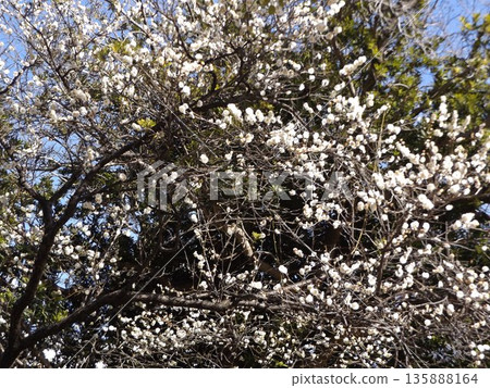 The white plum blossoms in front of the station are in full bloom. The white plum blossoms in front of the station are in full bloom. 135888164