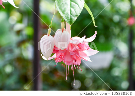 紫紅色“佩蒂亞格” 紫紅色“佩蒂亞格” 135888168