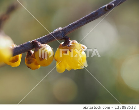 Wintersweet flowers herald the arrival of spring: Soshinrobai Wintersweet flowers herald the arrival of spring: Soshinrobai 135888538