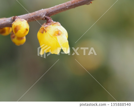 早春花卉,相心草梅 早春花卉,相心草梅 135888540