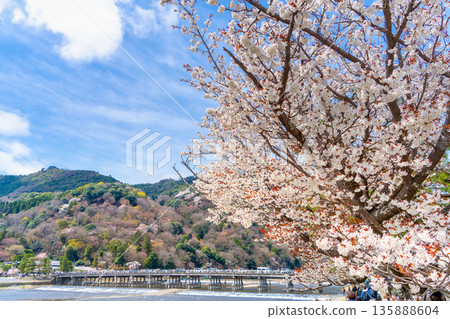 京都嵐山渡月橋上的櫻花盛開 京都嵐山渡月橋上的櫻花盛開 135888604