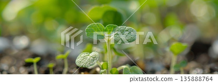 A macro shot of a single buckwheat sprout showcasing the tiny leaves and delicate stem A macro shot of a single buckwheat sprout showcasing the tiny leaves and delicate stem 135888764