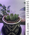 Close-up of indoor succulents 135888895
