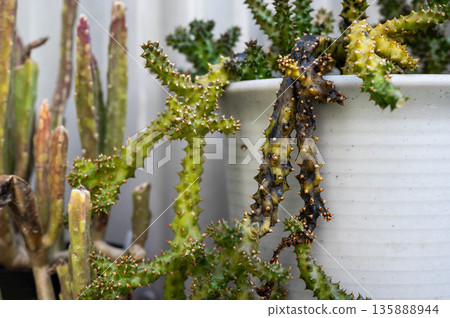 A pot of Edithcolea grandis having rotten problem. Rot diseases are characterized by plant decomposition and putrefaction. 135888944