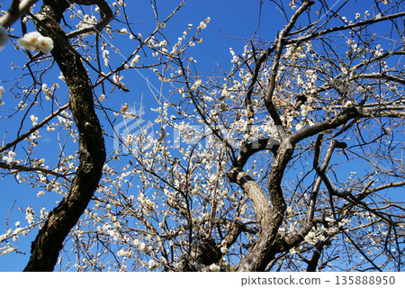 White plum blossoms in blue sky White plum blossoms in blue sky 135888950