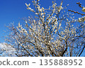 White plum blossoms in blue sky 135888952