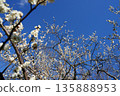White plum blossoms in blue sky 135888953